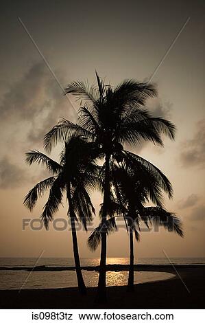 Palm trees on beach at sunset View Large Photo Image Stock Photo - Palm trees on beach at sunset. Fotosearch