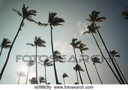 Palm trees View Large Photo Image Stock Photo - Palm trees. Fotosearch