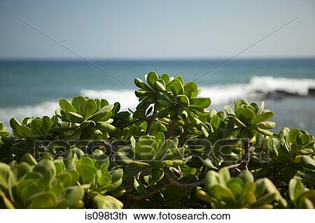 Plant and sea View Large Photo Image Stock Image - Plant and sea. Fotosearch