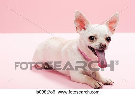 Stock Photograph - Portrait of a chihuahua. Fotosearch