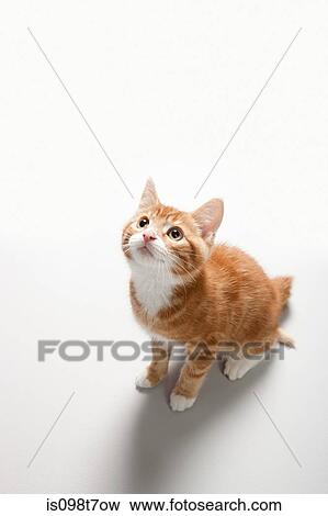 Stock Photo - Portrait of a kitten. Fotosearch