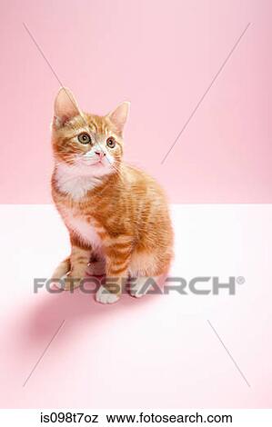 Portrait of a kitten View Large Photo Image Stock Photo - Portrait of a kitten. Fotosearch