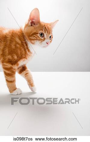 Portrait of a kitten View Large Photo Image Stock Photograph - Portrait of a kitten. Fotosearch