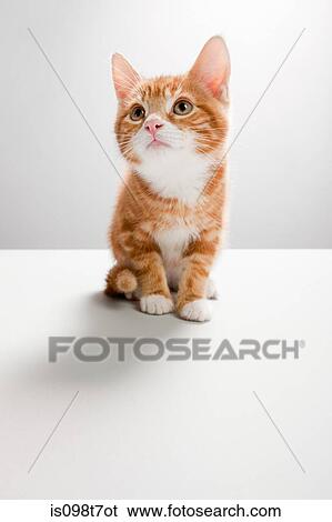 Portrait of a kitten View Large Photo Image Stock Photograph - Portrait of a kitten. Fotosearch
