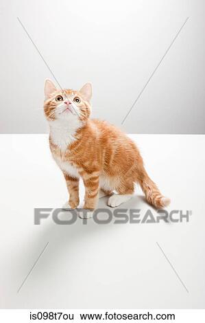 Portrait of a kitten View Large Photo Image Stock Photograph - Portrait of a kitten. Fotosearch