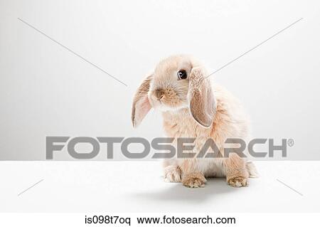 Portrait of a rabbit View Large Photo Image Stock Photography - Portrait of a rabbit. Fotosearch