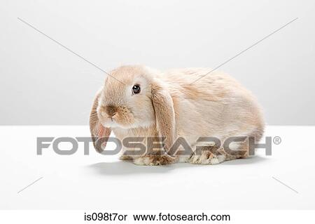 Stock Photography - Portrait of a rabbit. Fotosearch