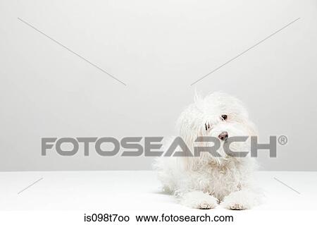 Portrait of a white dog View Large Photo Image Picture - Portrait of a white dog. Fotosearch