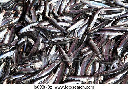 Stock Photo - Sardines. Fotosearch
