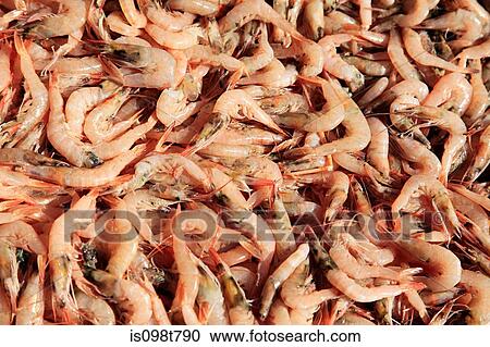 Stock Image - Shellfish. Fotosearch