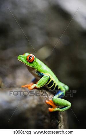 赤い目をした木カエル 中に コスタリカ ストックフォト 写真素材 Is098t7qq Fotosearch