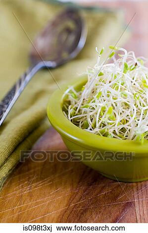 Alfalfa sprouts View Large Photo Image Stock Image - Alfalfa sprouts. Fotosearch