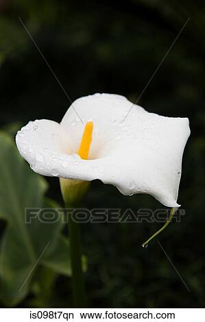 Calla lily View Large Photo Image Picture - Calla lily. Fotosearch