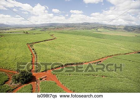 Coffee farm in kauai, hawaii View Large Photo Image Stock Photograph - Coffee farm in kauai, hawaii. Fotosearch