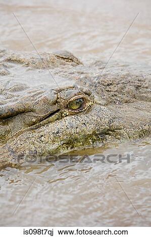 Crocodile in river, costa rica View Large Photo Image Stock Image - Crocodile in river, costa rica. Fotosearch