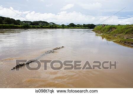 Stock Image - Crocodile in river, costa rica. Fotosearch