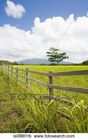 Field in kauai, hawaii View Large Photo Image Stock Image - Field in kauai, hawaii. Fotosearch