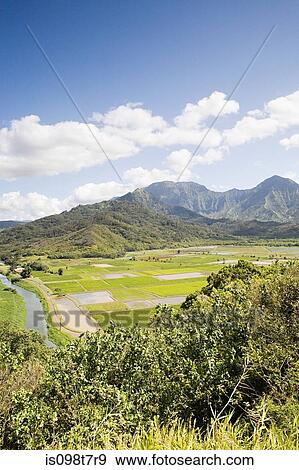 Hanalei valley in kauai View Large Photo Image Stock Photo - Hanalei valley in kauai. Fotosearch