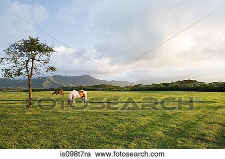 Stock Image - Horse in field near princeville, kauai. Fotosearch