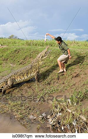 Picture - Man feeding a crocodile in costa rica. Fotosearch