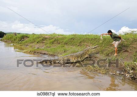 Man feeding a crocodile in costa rica View Large Photo Image Stock Image - Man feeding a crocodile in costa rica. Fotosearch