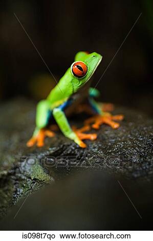 Red-eyed tree frog in costa rica View Large Photo Image Picture - Red-eyed tree frog in costa rica. Fotosearch