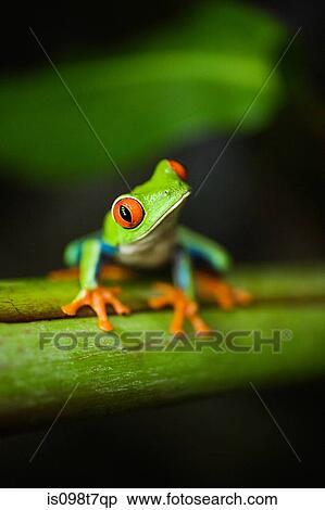 Red-eyed tree frog in costa rica View Large Photo Image Stock Photography - Red-eyed tree frog in costa rica. Fotosearch