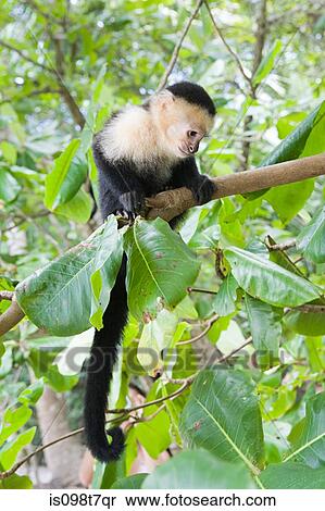 White-headed capuchin monkey in costa rica View Large Photo Image Stock Photography - White-headed capuchin monkey in costa rica. Fotosearch