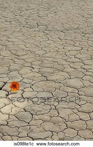 Flower growing in desert landscape View Large Photo Image Stock Image - Flower growing in desert landscape. Fotosearch