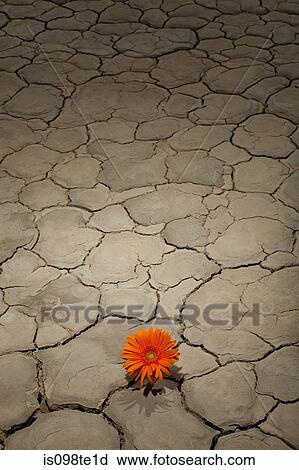 Flower growing in desert landscape View Large Photo Image Stock Image - Flower growing in desert landscape. Fotosearch