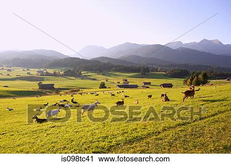 Goats in meadow with wetterstein mountains in background View Large Photo Image Stock Image - Goats in meadow with wetterstein mountains in background. Fotosearch