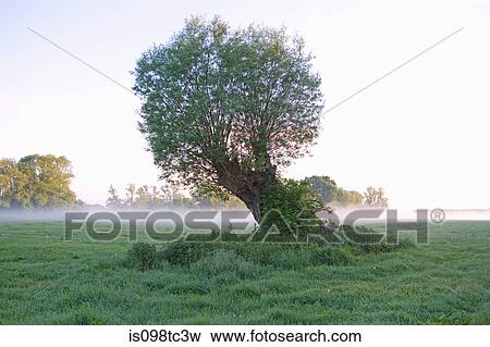 Tree in field in saxony anhalt View Large Photo Image Stock Photo - Tree in field in saxony anhalt. Fotosearch