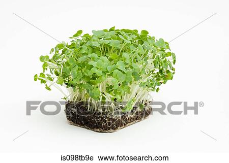 Watercress View Large Photo Image Stock Image - Watercress. Fotosearch
