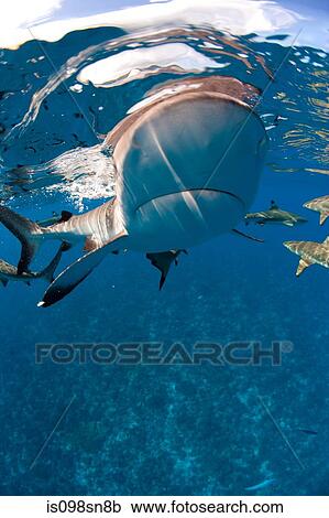 Stock Image - Blacktip reef shark approaches.. Fotosearch