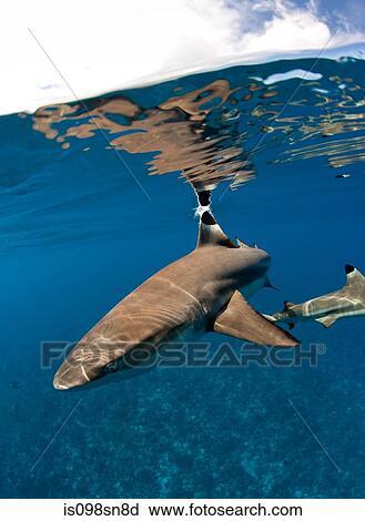 Blacktip reef shark. View Large Photo Image Stock Image - Blacktip reef shark.. Fotosearch