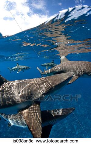 Stock Image - Blacktip reef sharks at surface.. Fotosearch