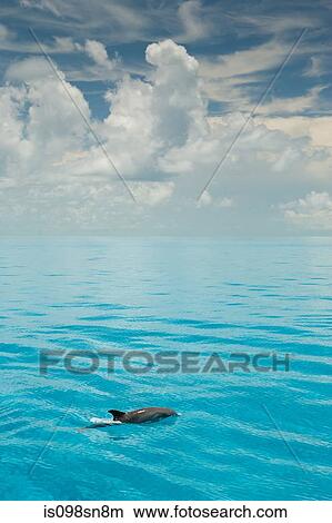 Picture - Dolphin at the surface.. Fotosearch