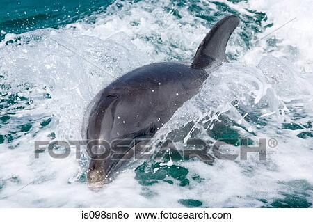 Dolphin in boat wake. View Large Photo Image Picture - Dolphin in boat wake.. Fotosearch