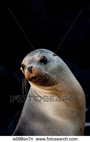 Galapagos sea lion. View Large Photo Image Picture - Galapagos sea lion.. Fotosearch