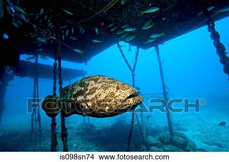 Goliath grouper and structure. View Large Photo Image Picture - Goliath grouper and structure.. Fotosearch