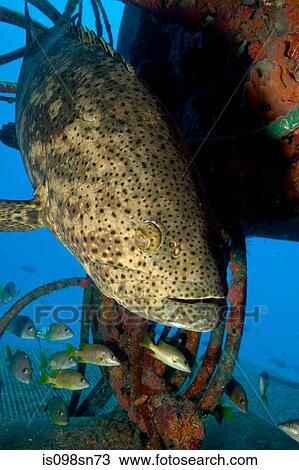 Goliath grouper and structure. View Large Photo Image Stock Image - Goliath grouper and structure.. Fotosearch
