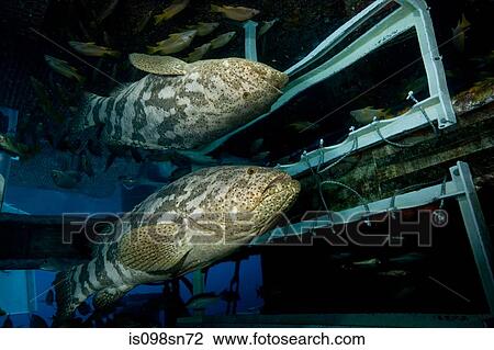 Stock Image - Goliath grouper with reflection.. Fotosearch