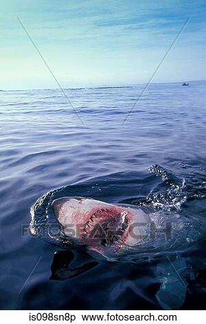 Great white shark. View Large Photo Image Stock Photography - Great white shark.. Fotosearch