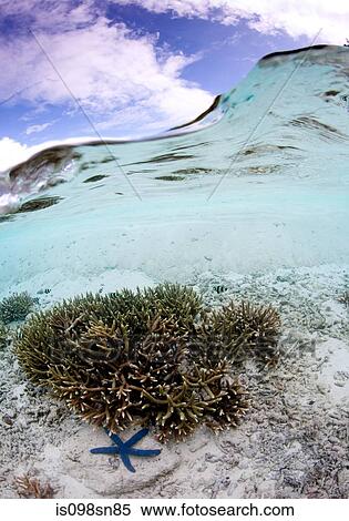 Over/under showing hard corals. View Large Photo Image Stock Photography - Over/under showing hard corals.. Fotosearch