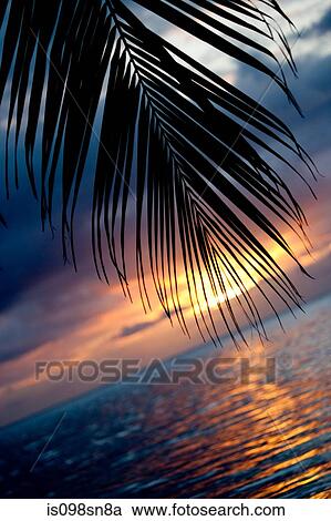 Stock Image - Palm frond at sunset.. Fotosearch