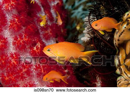 Schooling anthias. View Large Photo Image Stock Image - Schooling anthias.. Fotosearch