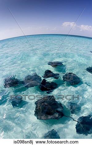 Stock Image - Stingrays, Grand Cayman.. Fotosearch