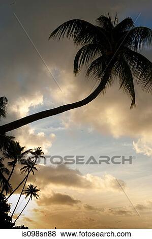 Stock Photo - Tropical scene with palm trees.. Fotosearch