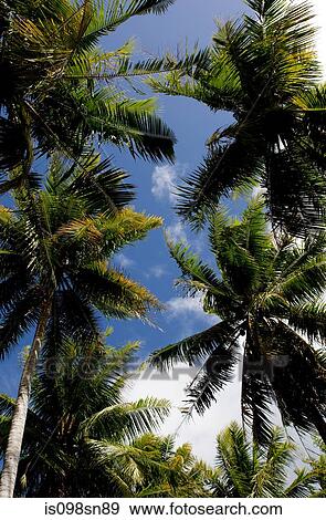 Stock Photo - Tropical scene with palm trees.. Fotosearch