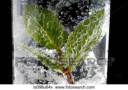 Fresh mint leaves and bubbles in a gin and tonic View Large Photo Image Stock Photo - Fresh mint leaves and bubbles in a gin and tonic. Fotosearch